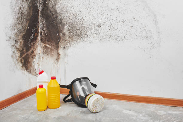 Professional Mold Removal in Gordon, NE