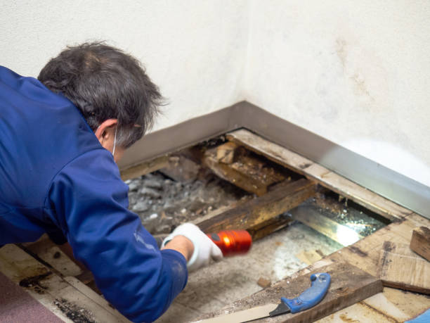 Best Mold Remediation  in Gordon, NE