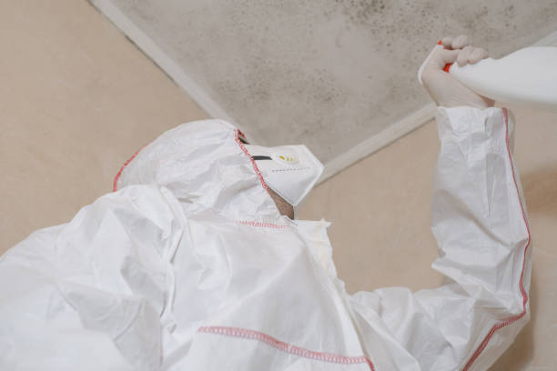 Best Black Mold Removal  in Gordon, NE
