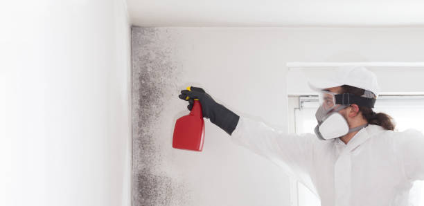 Best Black Mold Removal  in Gordon, NE