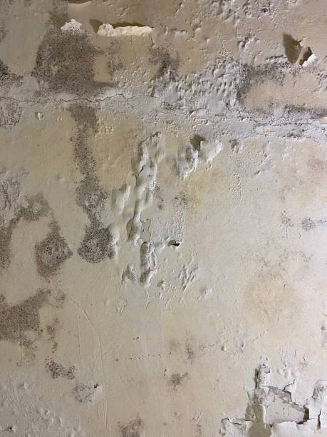 Best Affordable Mold Removal  in Gordon, NE