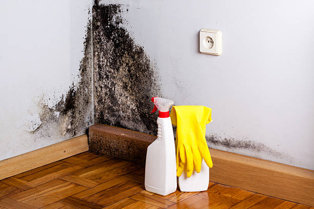 Best Mold Damage Repair  in Gordon, NE