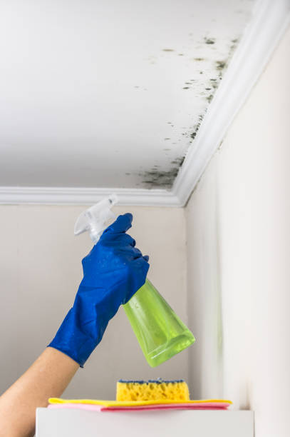 Best Professional Mold Removal  in Gordon, NE
